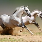 26-02-17-horses-wallpapers2789