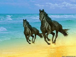 26-02-17-horses-wallpapers2791
