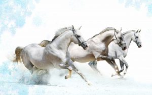 26-02-17-horses-wallpapers2792