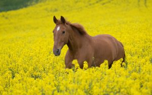 26-02-17-horses-wallpapers2795