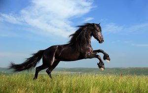 26-02-17-horses-wallpapers2796