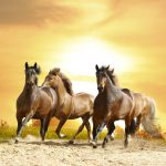 26-02-17-horses-wallpapers2799
