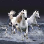 26-02-17-horses-wallpapers2800