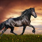 26-02-17-horses-wallpapers2801