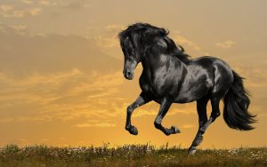26-02-17-horses-wallpapers2803