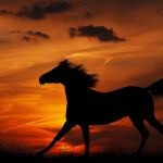26-02-17-horses-wallpapers2805
