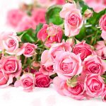 26-02-17-pink-roses-wallpapers1582