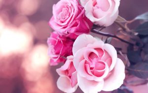 26-02-17-pink-roses-wallpapers1585
