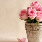 26-02-17-pink-roses-wallpapers1587