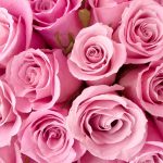 26-02-17-pink-roses-wallpapers1588