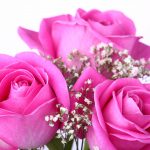 26-02-17-pink-roses-wallpapers1589