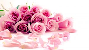 26-02-17-pink-roses-wallpapers1590