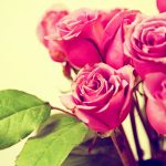 26-02-17-pink-roses-wallpapers1593