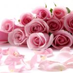 26-02-17-pink-roses-wallpapers1596
