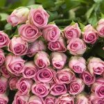 Switzerland - Flowers - Pink Roses