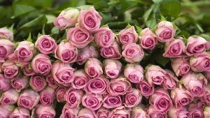 Switzerland - Flowers - Pink Roses