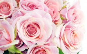 26-02-17-pink-roses-wallpapers1632