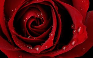 26-02-17-red-rose-wallpapers3053