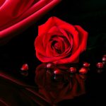 26-02-17-red-rose-wallpapers3066