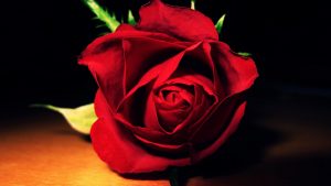 26-02-17-red-rose-wallpapers3068