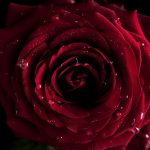 26-02-17-red-rose-wallpapers3069