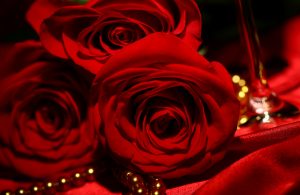 26-02-17-red-rose-wallpapers3071