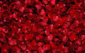 26-02-17-red-rose-wallpapers3072