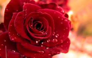 26-02-17-red-rose-wallpapers3074