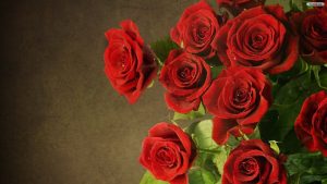 26-02-17-red-rose-wallpapers3081