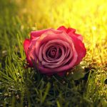 26-02-17-rose-grass-sunbeam12520