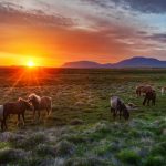 26-02-17-wild-horses-sunset11632