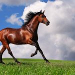 27-02-17-arabian-horse10657