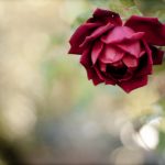 27-02-17-beautiful-flower-red-rose-photo13413