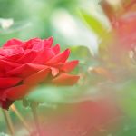 27-02-17-beautiful-red-rose-flower-photo14321