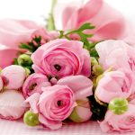 27-02-17-best-pink-roses16203