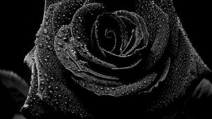 27-02-17-black-rose-flower11000