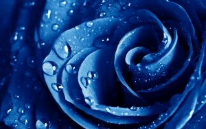 27-02-17-blue-rose-wet-drops12384