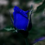 27-02-17-blue-roses4871