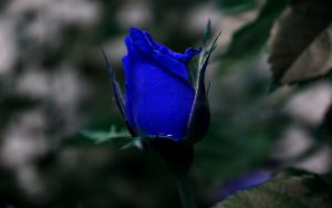 27-02-17-blue-roses4871