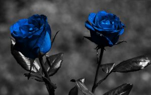 27-02-17-blue-roses9822