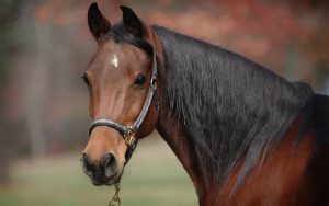 27-02-17-brown-horse-hd14300