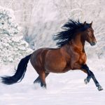 27-02-17-brown-horse-running10083