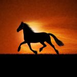 27-02-17-horse-running-sunset15397