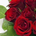 27-02-17-hot-red-roses10465
