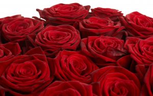 27-02-17-many-roses18016