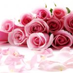 27-02-17-pink-rose-flowers16134