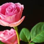 27-02-17-pink-rose9045