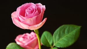 27-02-17-pink-rose9045