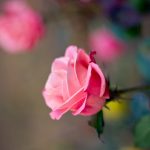 27-02-17-pink-roses-close-up-macro-photo15424