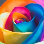 27-02-17-rainbow-rose-macro18398